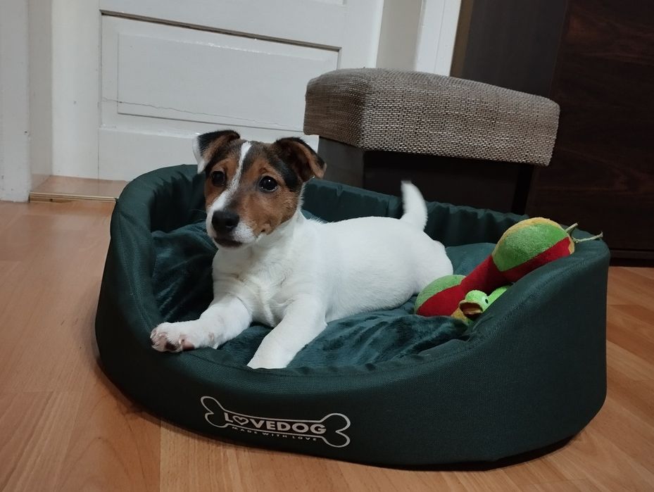 Jack Russell terrier - suczka
