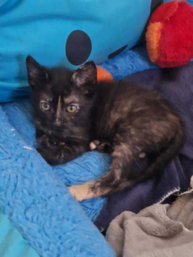 GATINHOS BEBÉS - Para Adoção