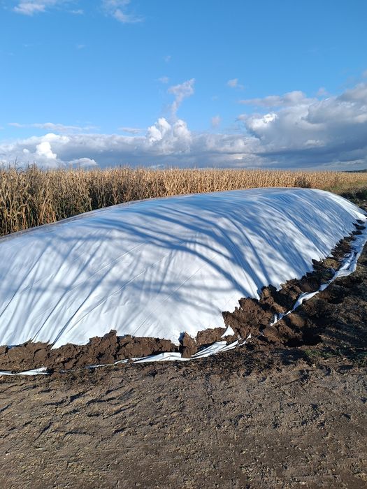 Kiszonka z kukurydzy