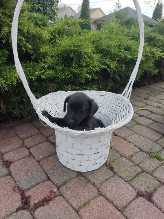 Oddam pieski w dobre ręce