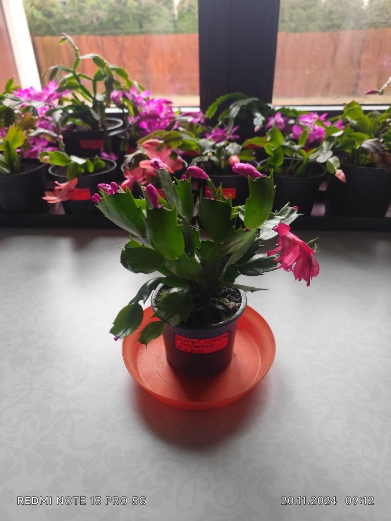 Grudnik, szlumbergera, kaktus Bożego Narodzenia