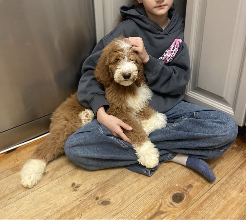 Pudel standardowy, standard, królewski, suczka