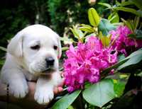 Labrador Retriever szczeniak, piesek rodowodowy ZKwP/ FCI