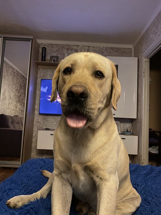 Лабрадор ищет невесту для случки