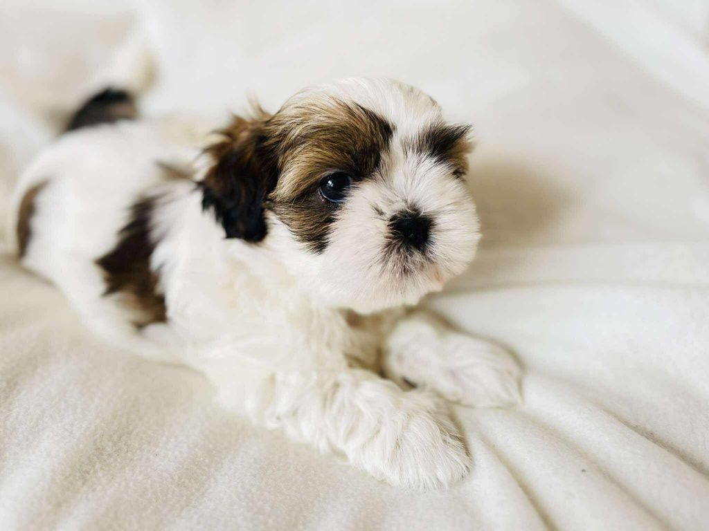 Śliczna sunia Shih Tzu