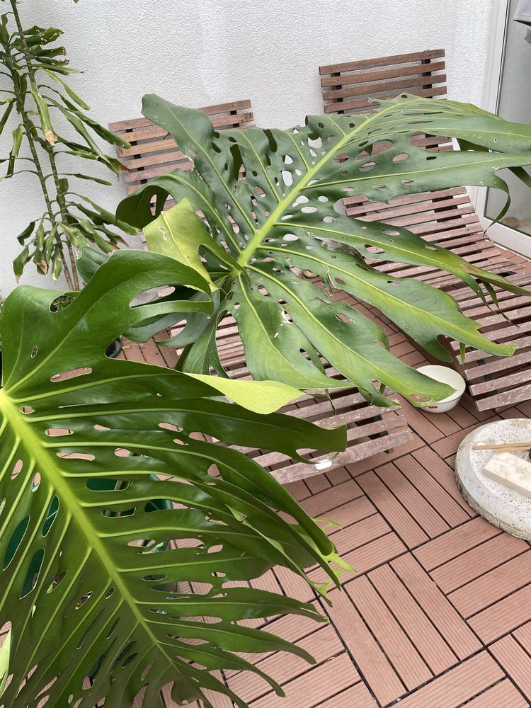 Monstera deliciosa