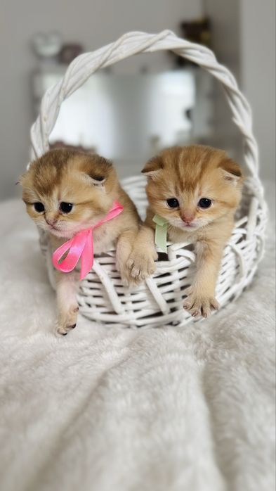 Kotka Szkocka Złota. Scottish fold. Do rezerwacji