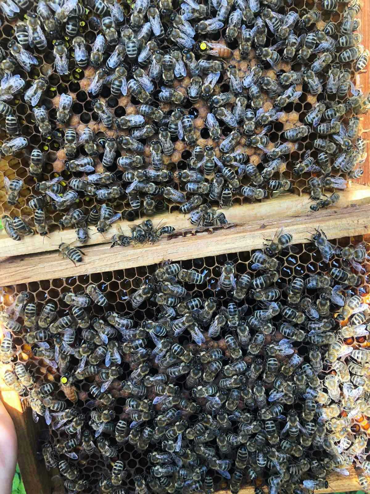 Бджолопакети, Бджоломатка Карніка Вільного або Штучного запліднення.