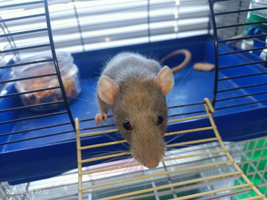 Продам крыску Дамбо с клеткой (не на корм питону)