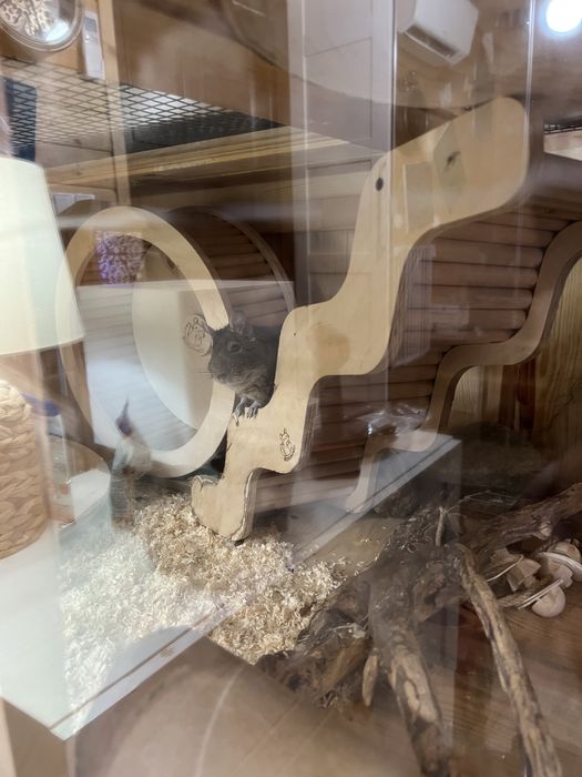 Koszatniczki - oddam doswiadczonej osobie