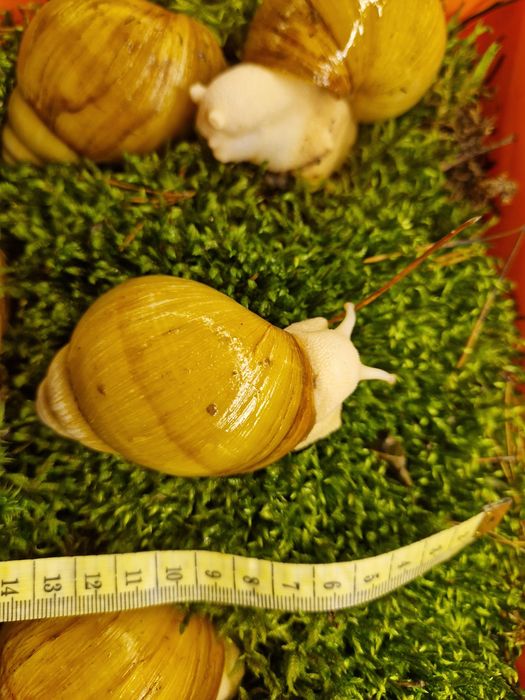 Подарунковий набір УляСет3 Ukrainian White Gold