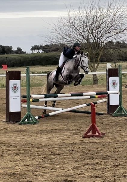 Cavalo obstáculos 6 anos POSSO TROCAR POR VACAS, OVELHAS, CARRO OU MOTA