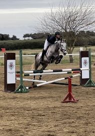 PREÇO FINAL Cavalo obstáculos 6 anos POSSO TROCAR POR VACAS, OVELHAS, CARRO OU MOTA