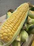 Кукурудза Stronge Star (syngenta)