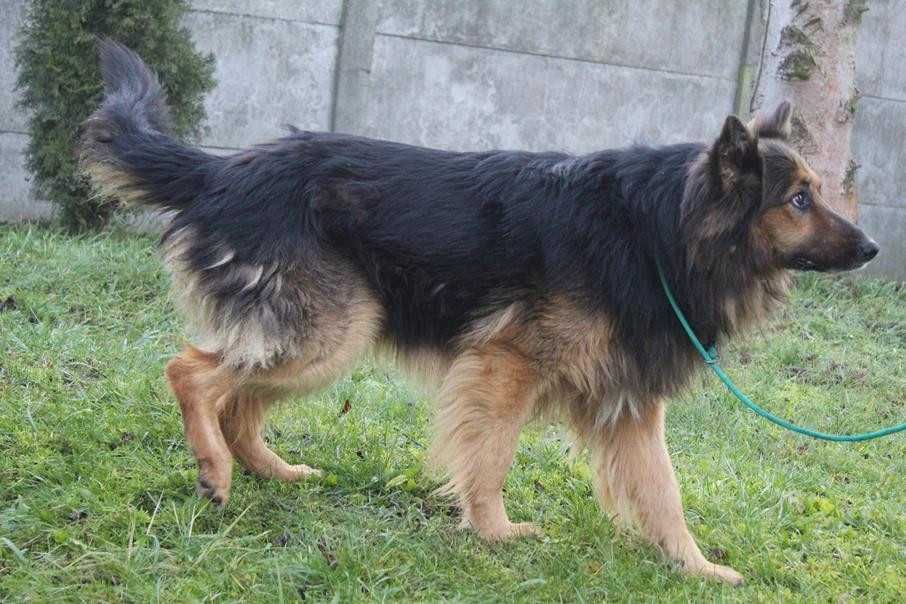 097109 Armin do adopcji