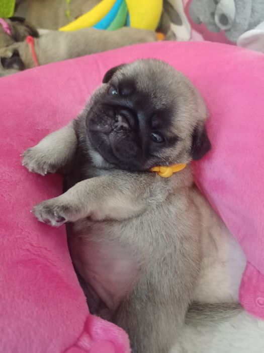 MOPS suczka ZkwP/FCI