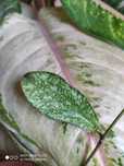 Hoya erythrina silver splash