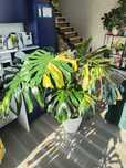 Pędówki Monstera Deliciosa Marmorata