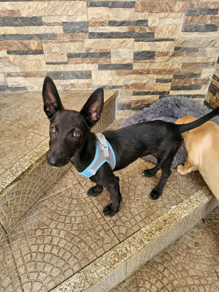Ozzy - 5 meses, porte pequeno (5kg)