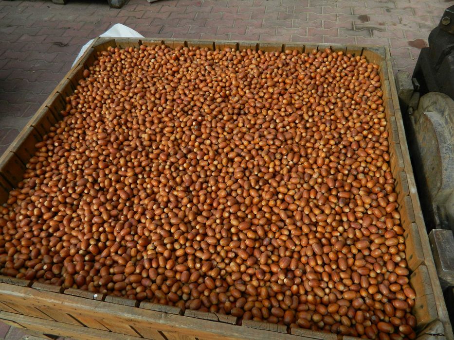 Żołędzie dębu szypułkowego nasiona dębu ( Quercus Robur )