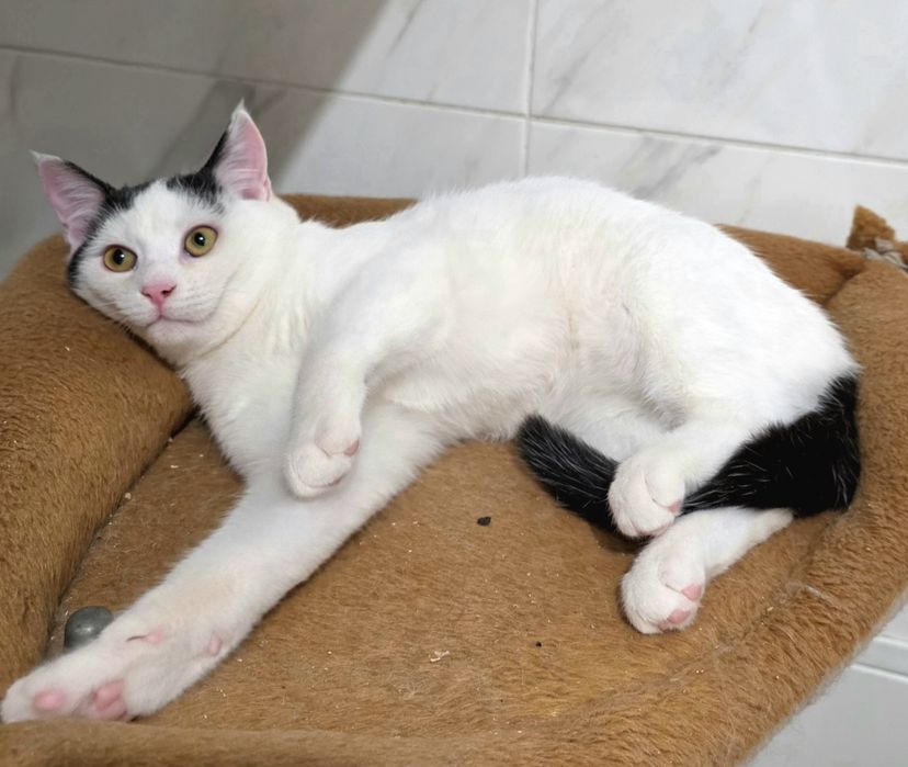 Зефір 7 міс. в добрі руки