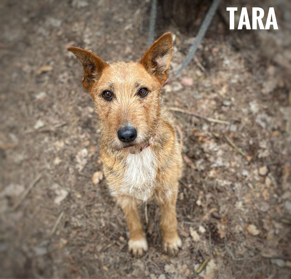 Terrierka, 15 kg, 3 letnia Tara adopcja