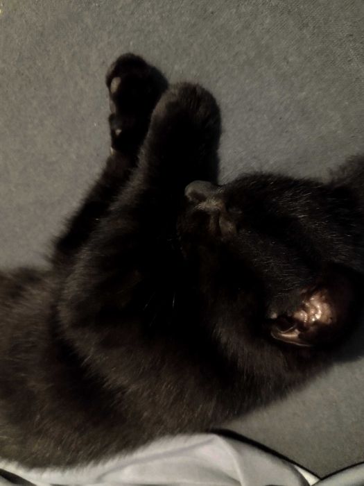 Oddam za darmo Kocurka