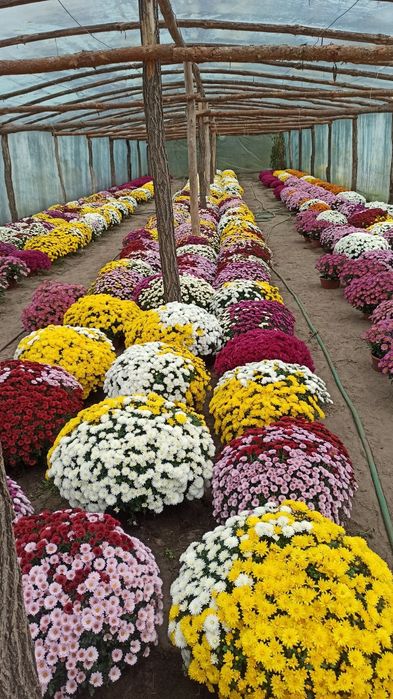 Sprzedam chryzantemy