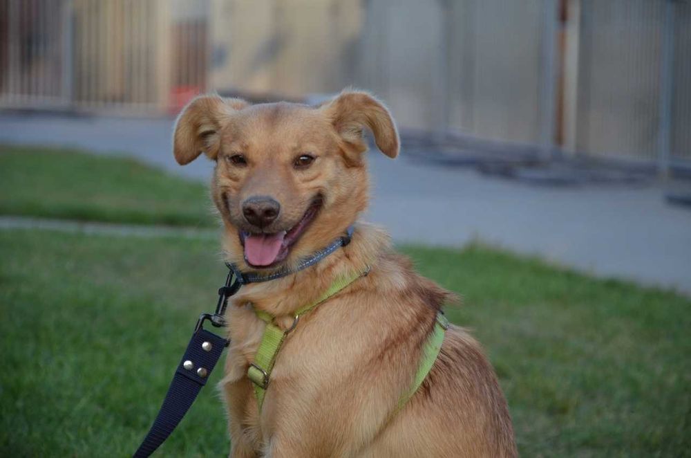 Karolek mały śliczny rudy piesek błaga o miłość ADOPCJA