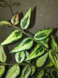 Хойя Lanceolata ssp Bella Lois buis