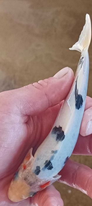 Ryby do stawów, Karpie Koi, Orfa, Narybek, Karaś ozdobny