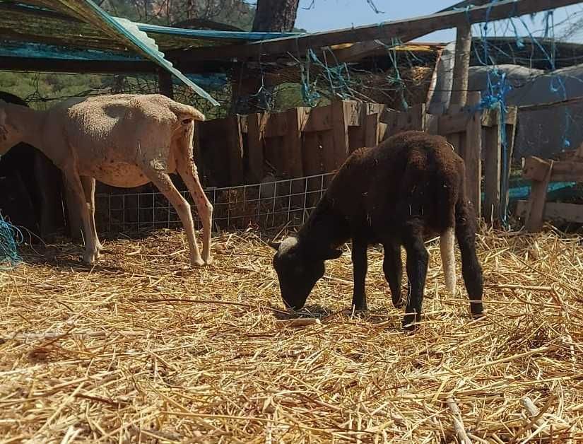 Borrego  2 meses