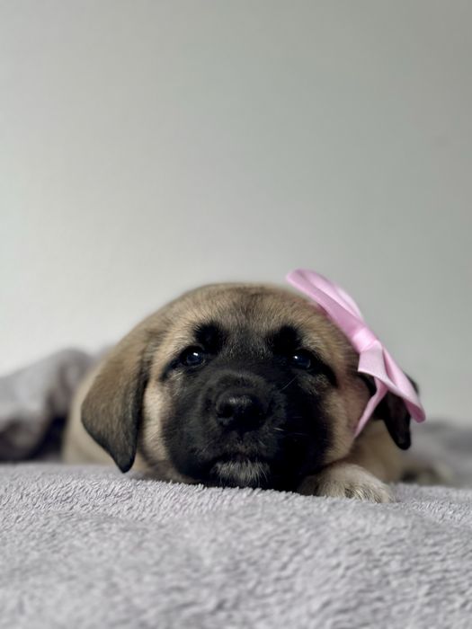 Bebés xCão de Gado Transmontano