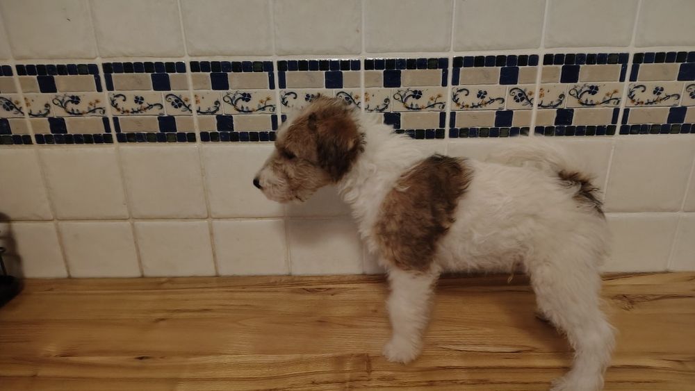 Foksterier szorstkowłosy FCI