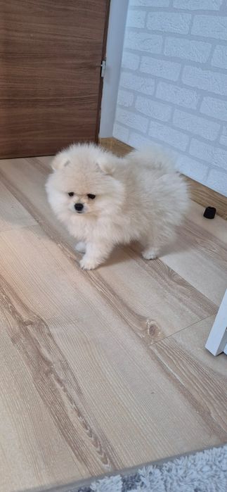Szpic miniaturowy Pomeranian FCI Suczka