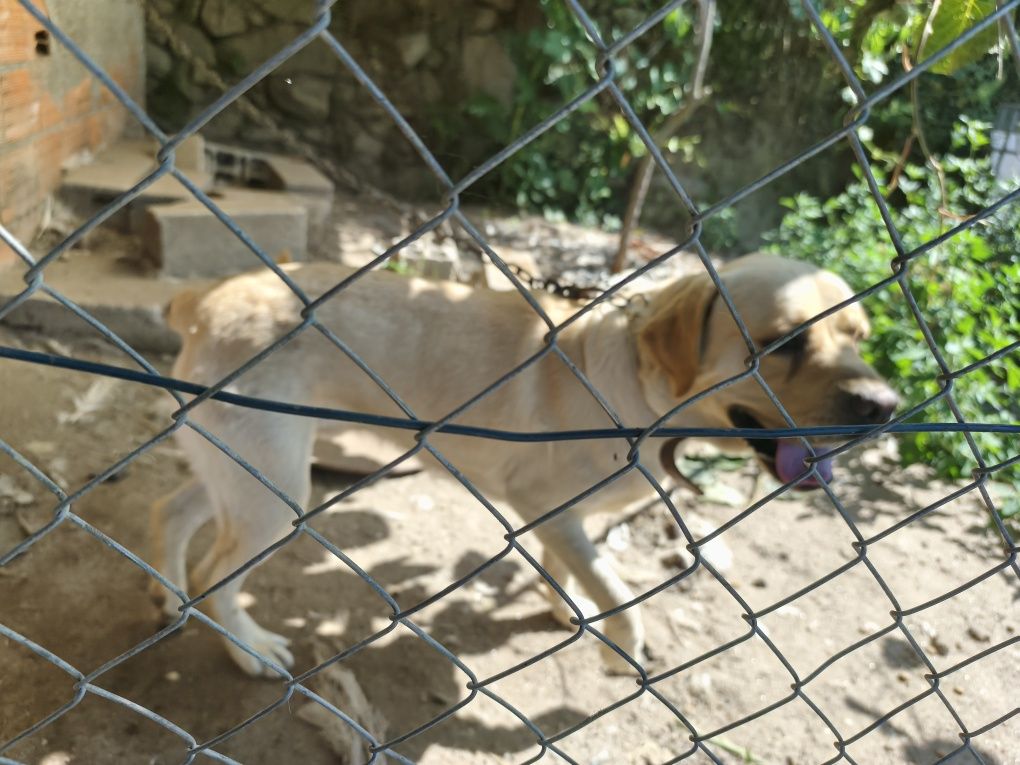 Cão labrador Puro