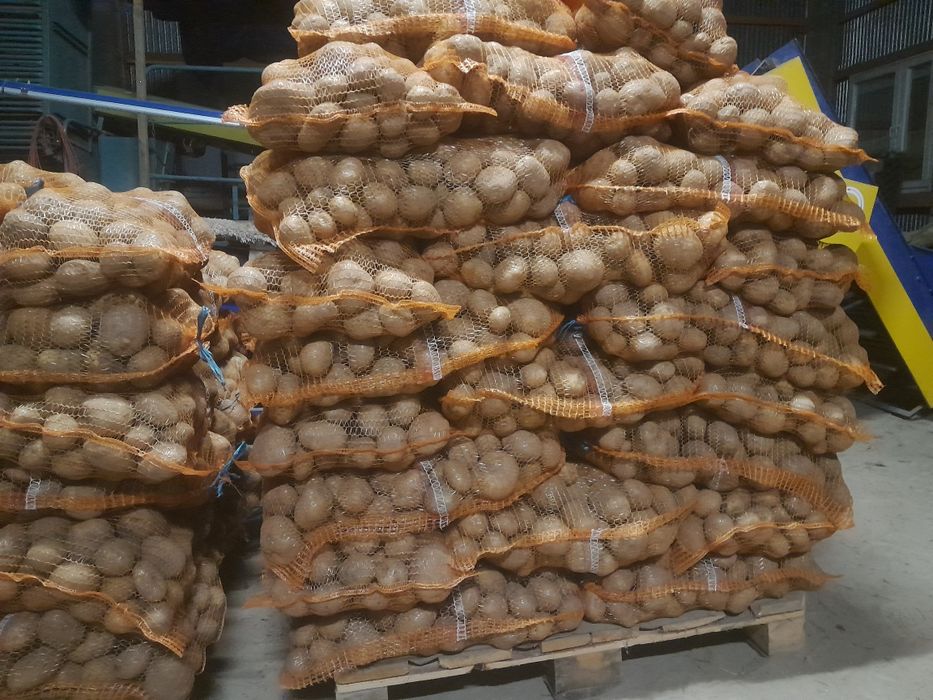 Ziemniaki Vineta, Soraya, Bellarosa