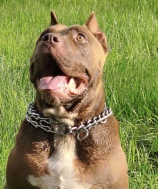 Sunia o imieniu Coco rasy amstaff szuka domku