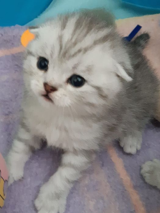British Shorthair  silver