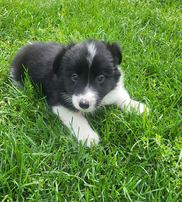 Border collie szczeniak