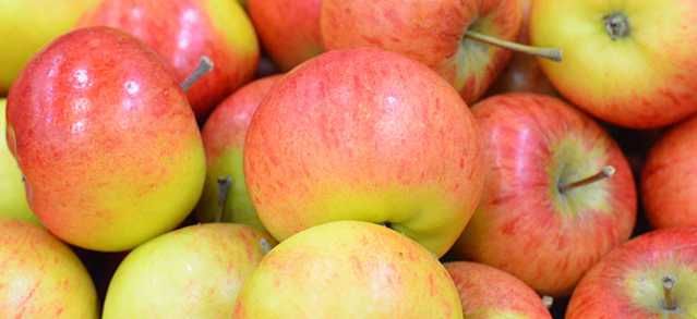 jabłka z własnego sadu Rubinola 10kg mniejsze