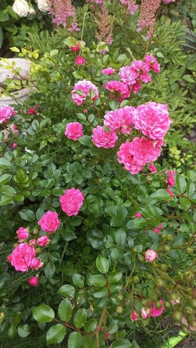 Продам розмарин,юкку,ивы,дуб,инжир,орех,жасмин,форзицию,гибискус,розы