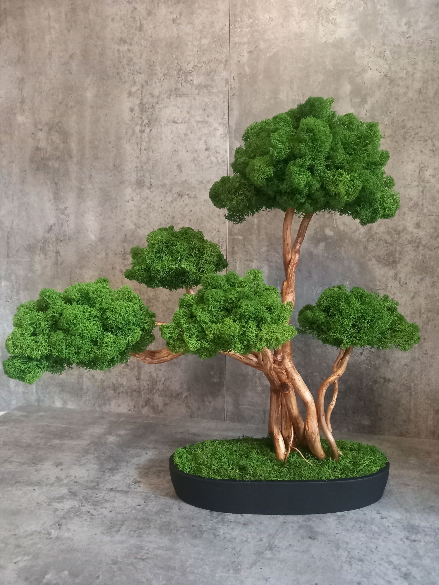 Drzewko Bonsai.50 cm.Prezent. Mech Chrobotek. Dekoracja wnętrz