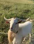 Cabrito reprodutor
