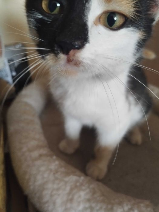 Трьохколірна кішечка шукає хорошу людину