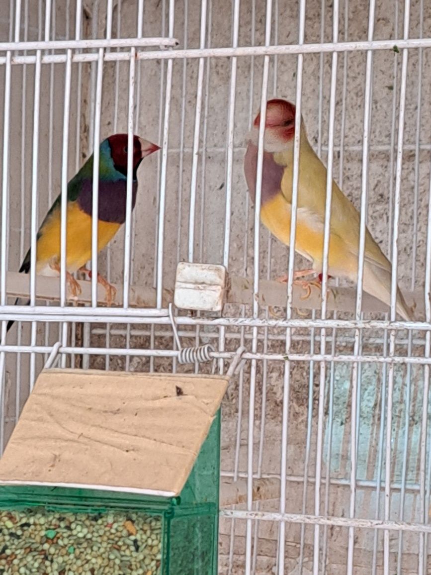 Aves canários  e diamantes