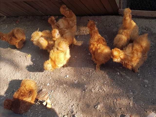 Інкубаційне яйце (курчата). Китайська шовкова: шоколад, палева, спліш.