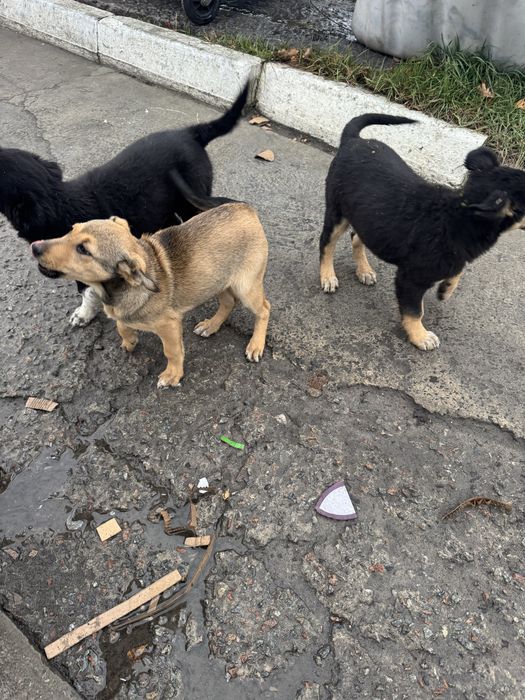 Віддам цуценят безкоштовно з доплатою