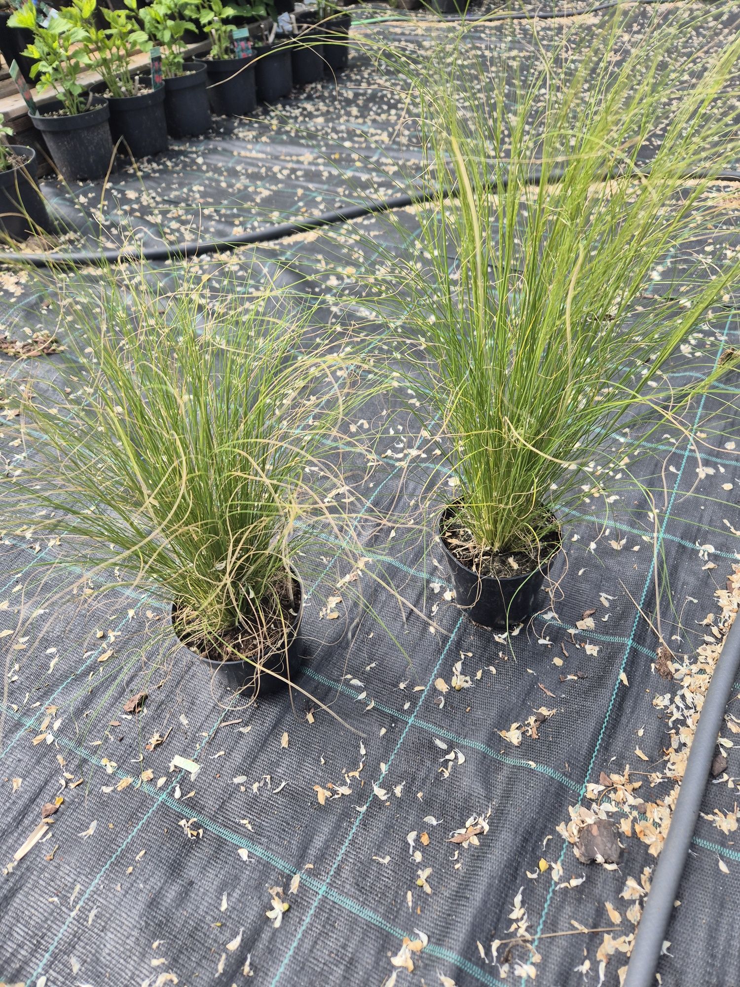 Stipa Pony Tails trawa ozdobna