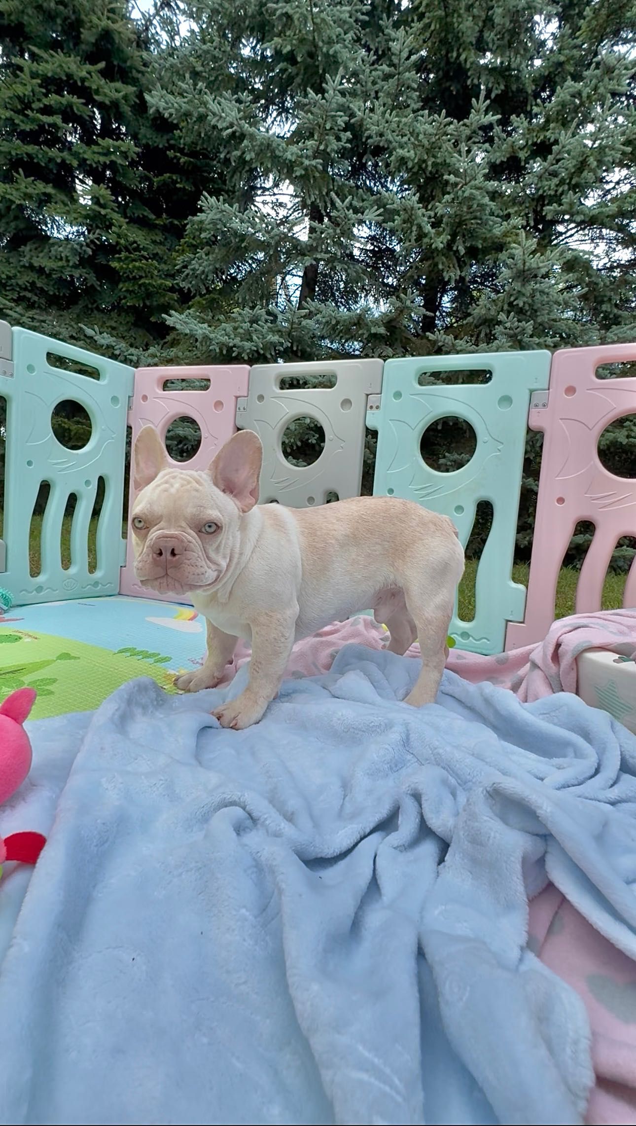 Buldog Francuski chłopak Platinum new shade Isabella